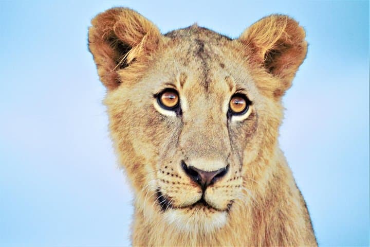 Nairobi National Park Half Day Tour