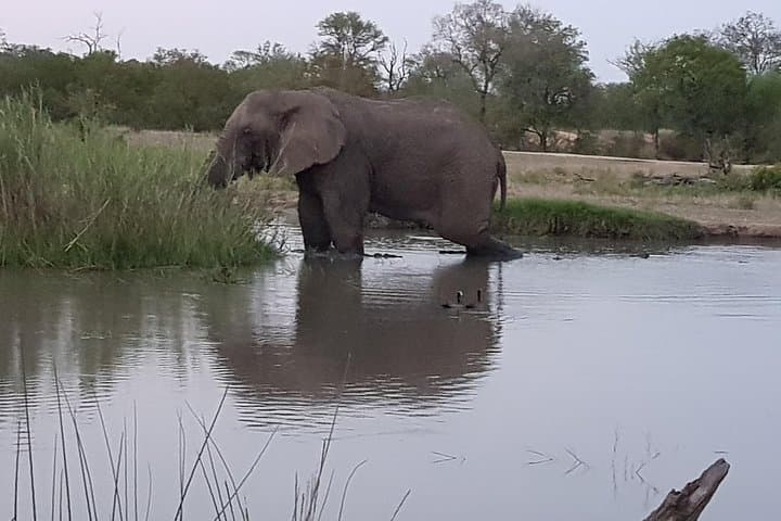 Kruger National Park Morning Game Drive from Hazyview