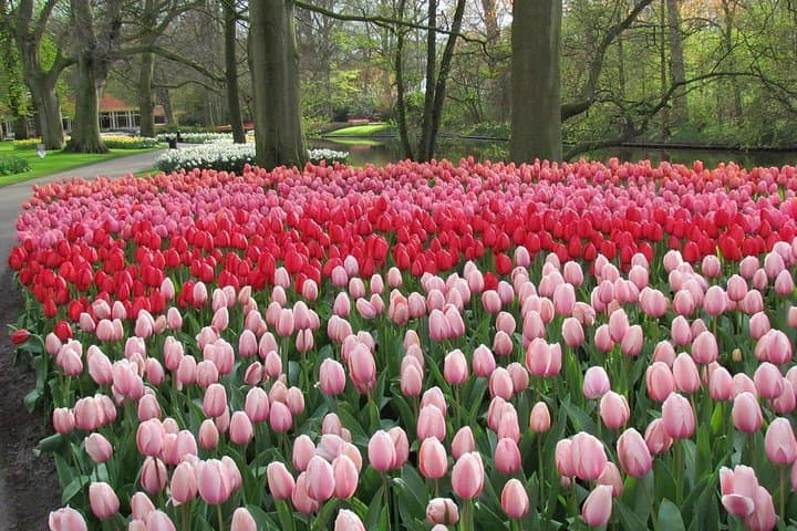 Keukenhof and Flower Fields Private Tour from Amsterdam