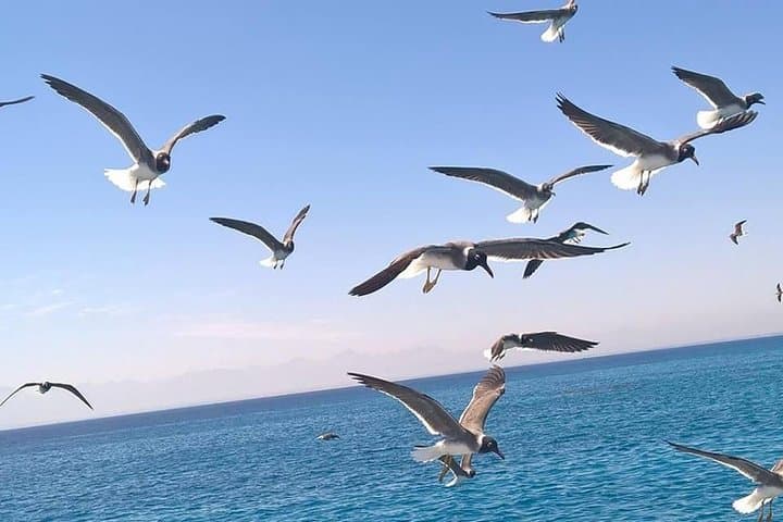 Trip To Dolphin House and Banana Boat Fun from Hurghada
