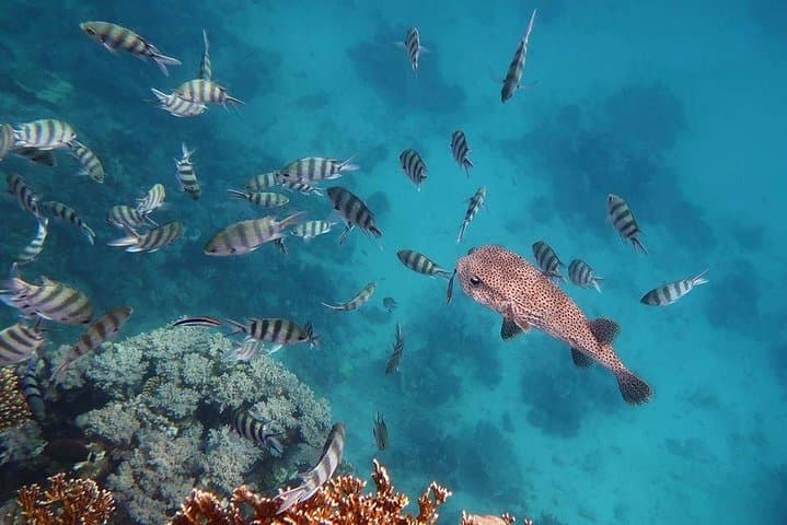 Trip To Dolphin House and Banana Boat Fun from Hurghada
