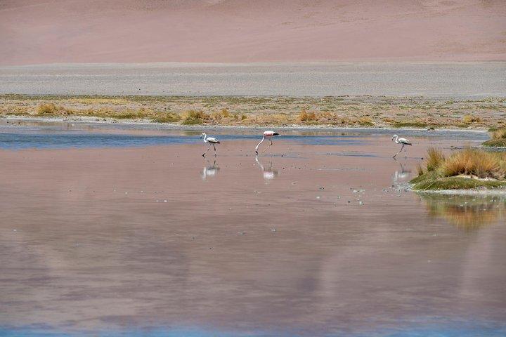 Puna Salt Flats - Full Day Tour - San Pedro de Atacama - Must Visit