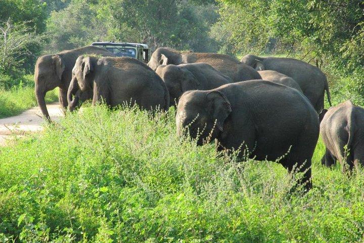 Wasgamuwa National Park Entrance Ticket with Private Safari