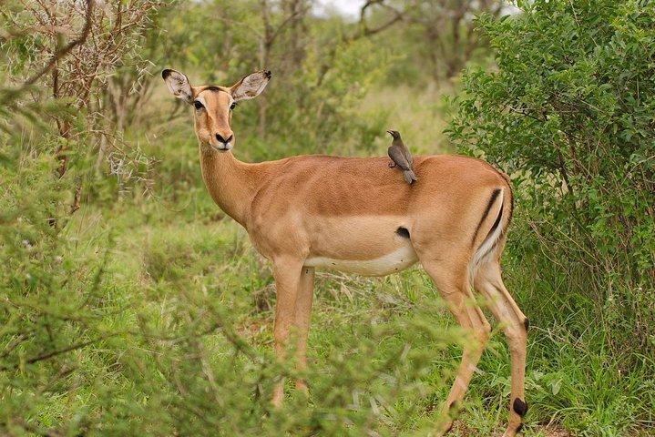 NAIROBI NATIONAL PARK 1.pm to 6.p.m GAME DRIVE
