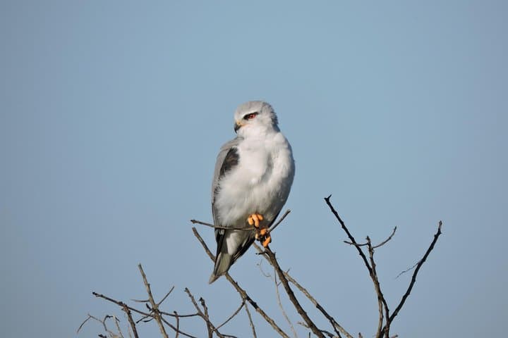 Birdwatching in Cape Town