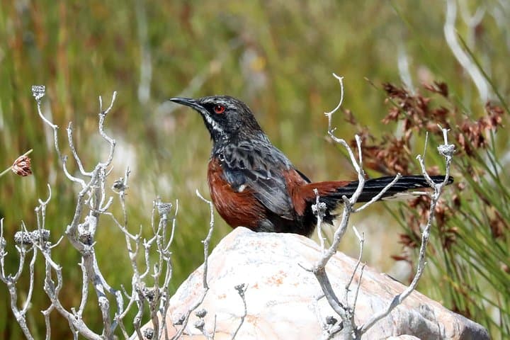 Birdwatching in Cape Town