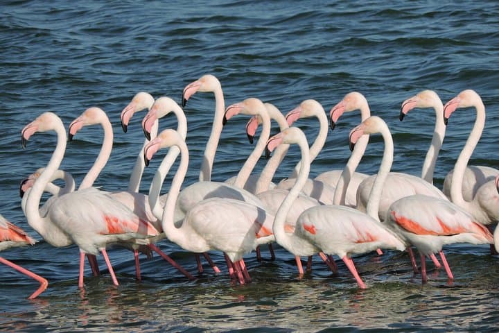 Birdwatching in Cape Town
