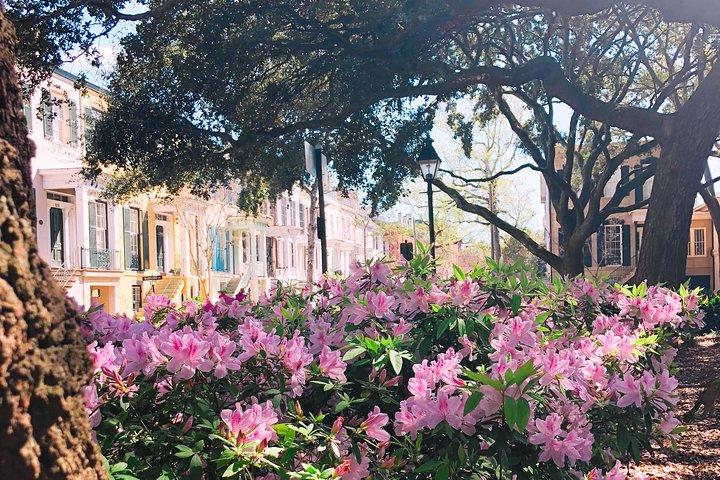 Genteel and Bard's Savannah History Walking Tour