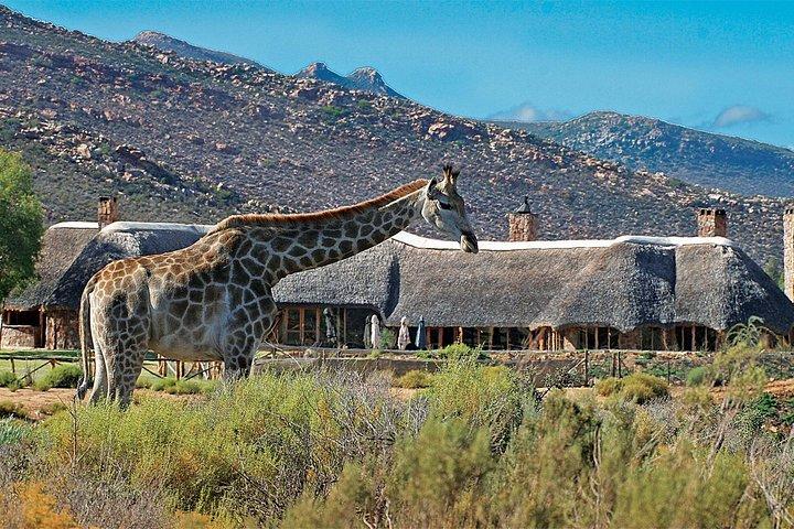 Aquila Safari Private Game Reserve Sunset Game Drive