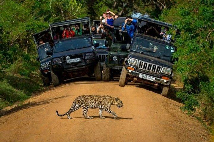 Yala National Park (Day Tour)