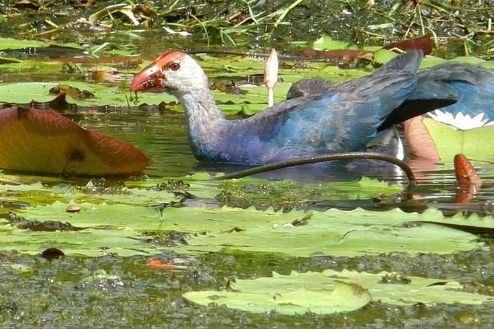 Bird watching in Colombo Wetlands- Guided Bird Walks