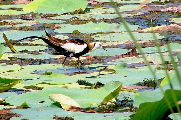 Bird watching in Colombo Wetlands- Guided Bird Walks