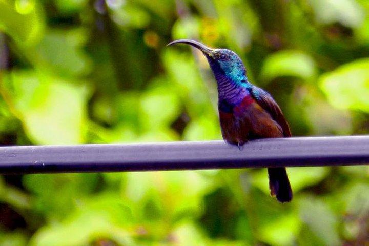 Bird watching in Colombo Wetlands- Guided Bird Walks