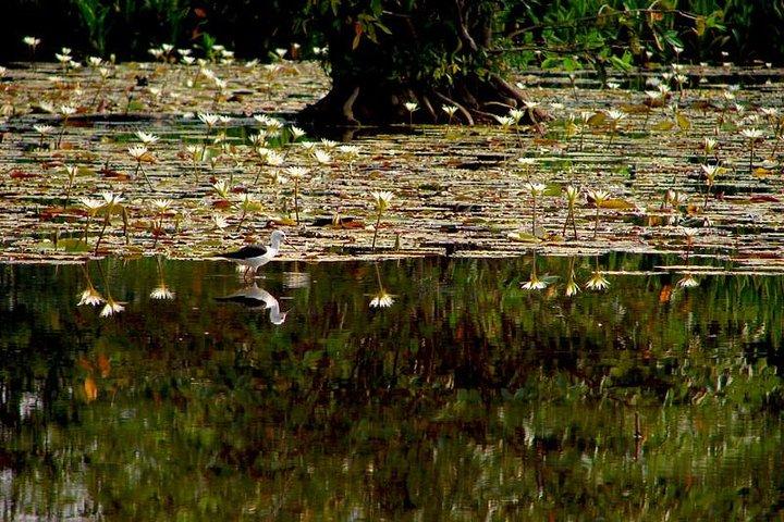 Bird watching in Colombo Wetlands- Guided Bird Walks