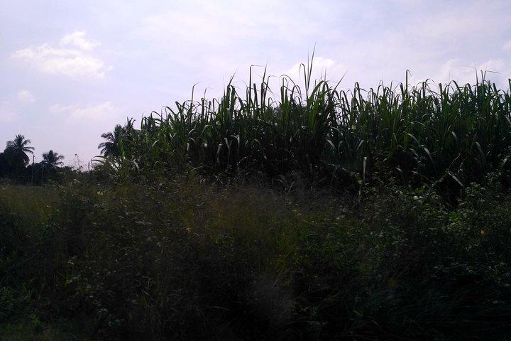 Srirangapatna & Mysore