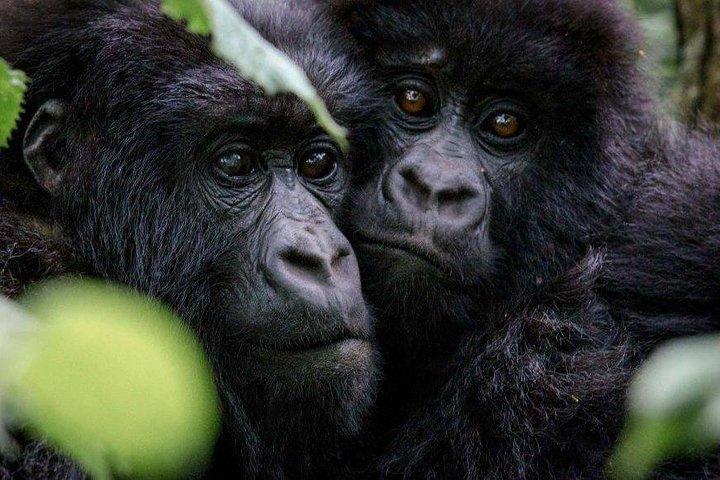 3 Day Gorilla Tracking in Bwindi Impentetrable National Park, Uganda