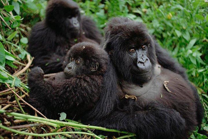 3 Day Gorilla Tracking in Bwindi Impentetrable National Park, Uganda