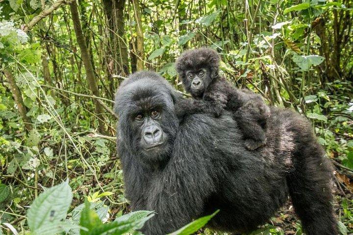 3 Day Gorilla Tracking in Bwindi Impentetrable National Park, Uganda