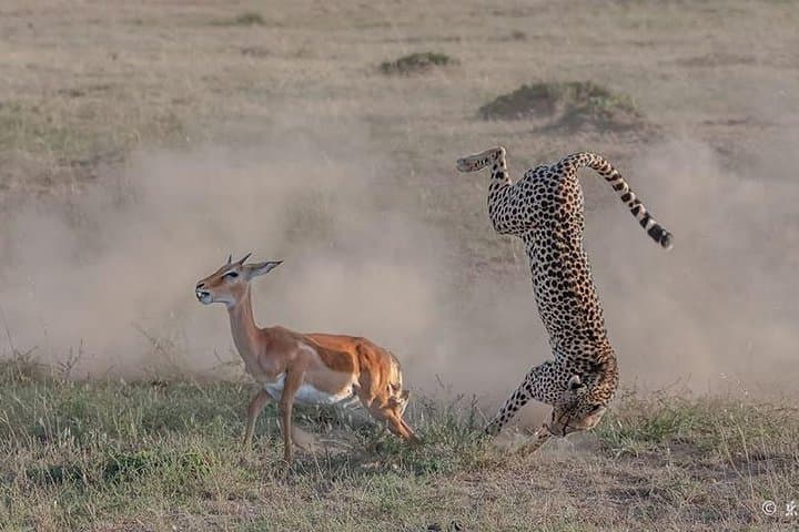 3 Days Safari in Masai Mara, Kenya