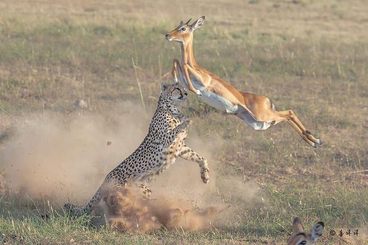 3 Days Safari in Masai Mara, Kenya