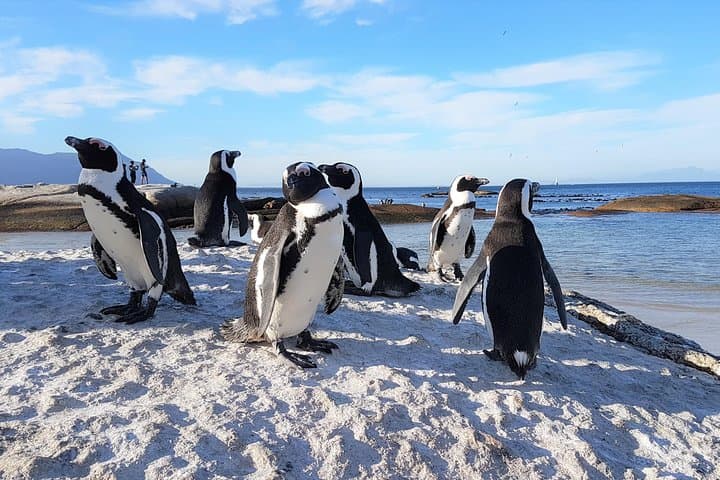 Cape Peninsula in a Vintage Car (Penguins, Cape Point & Chapman's Peak drive)