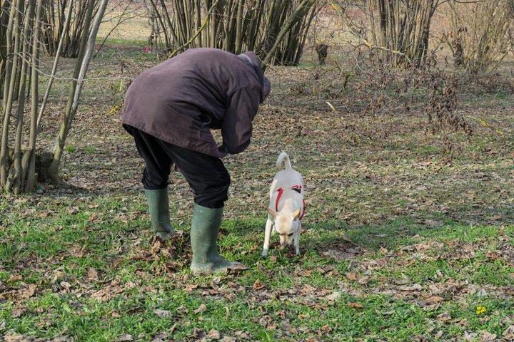 Truffle Hunting in Siena countryside