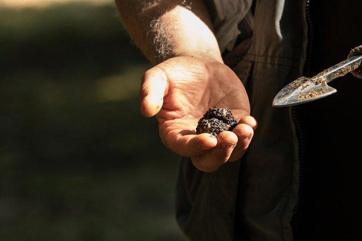 Truffle Hunting in Siena countryside