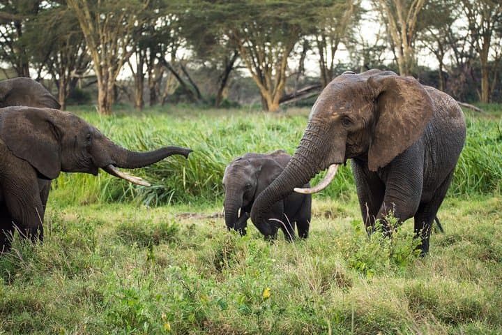 3 Days Safari in Masai Mara, Kenya