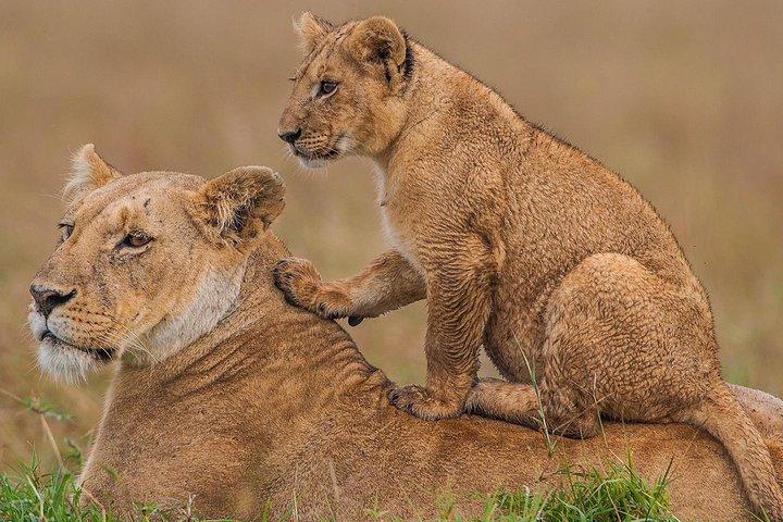 4 Days Masai Mara & Lake Nakuru Lodge Safari