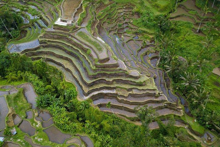 Ubud White Water Rafting, Rice Terrace and Jungle Swing