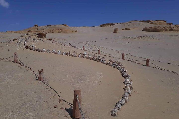 over day safari trip to whales valley fayoum oasis