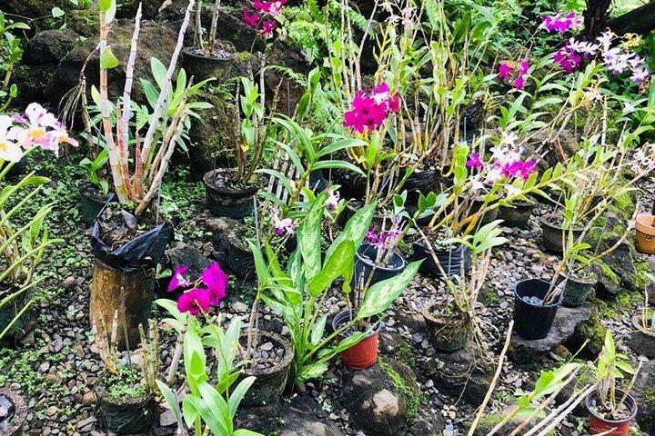 Half Day Nadi Sightseeing & Mud Pool Tour