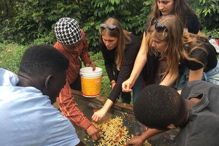 Coffee tour and Buffet Lunch with Kingstone Asilia (Arusha)