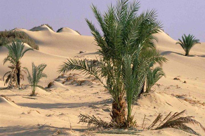 Adventure 5 Days Package To Djara Cave, Black & White Desert and Desert Camping