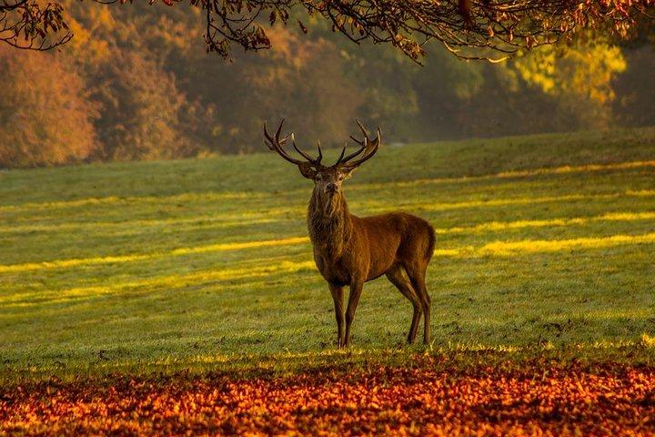 Small Group Tour to NP Hoge Veluwe (van Gogh) from Amsterdam