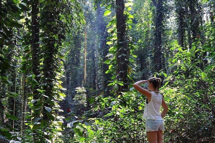 Private Bird watching and Nature trekking in Udawatta Kele Sanctuary