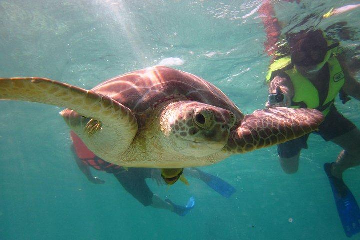 Swim with sea turtles