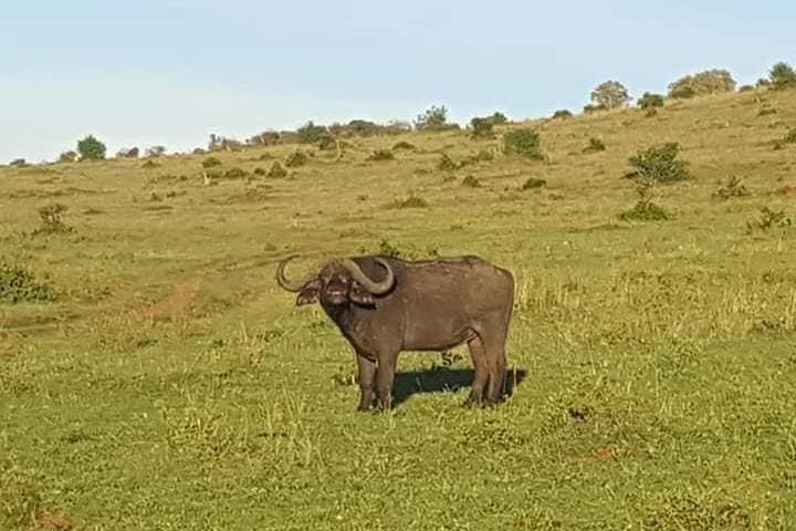 3-DAY Best Maasai Mara Safari (POPULAR)