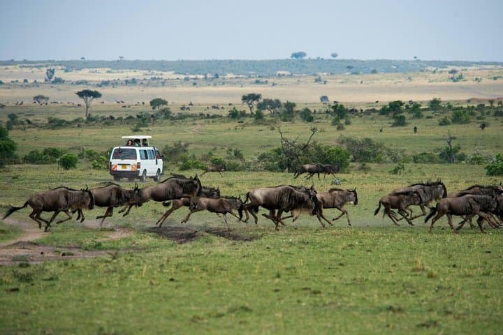 3-DAY Best Maasai Mara Safari (POPULAR)