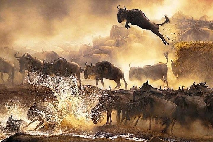 3 days 2 nights budget group safari to Maasai Mara National Reserve