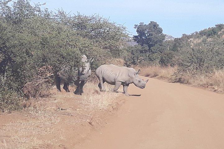 Pilanesberg national park full-day guided tour