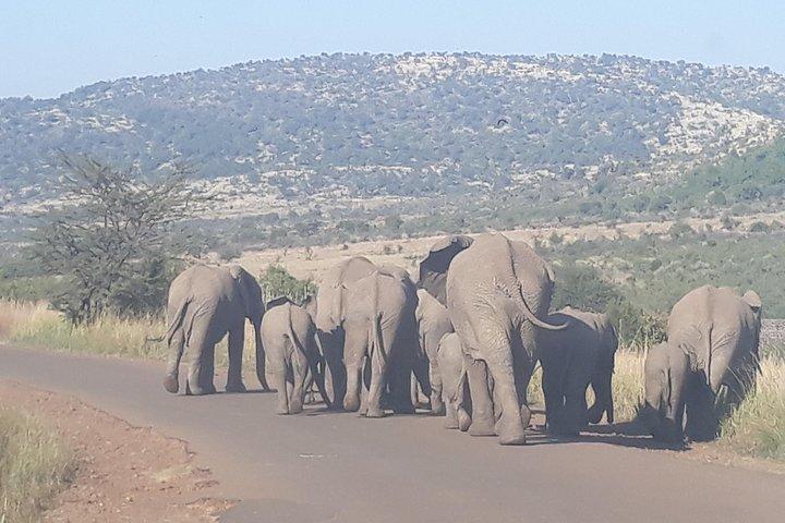 Pilanesberg national park full-day guided tour