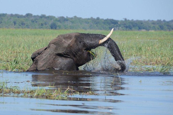Chobe River Game Cruise