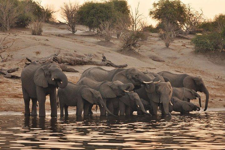 Chobe River Game Cruise