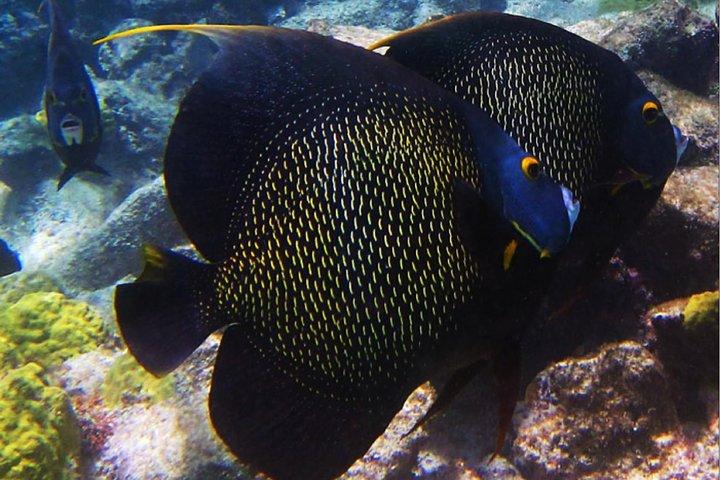 Small Group Snorkeling at Mangel Halto Aruba