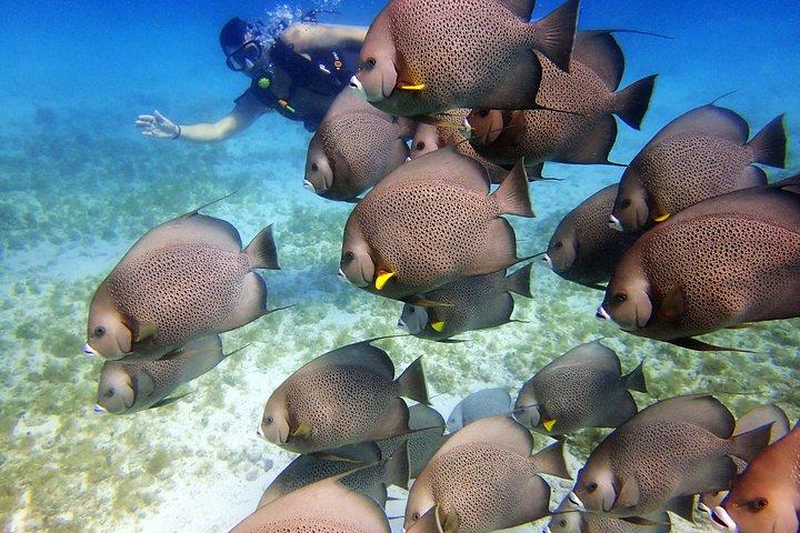 Diving in Cancun for Certified Divers | 2 Dives | All Inclusive