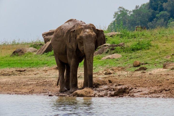Minneriya National Park Safari from Polonnaruwa