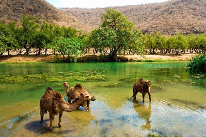 11 Days Tour Muscat and Salalah
