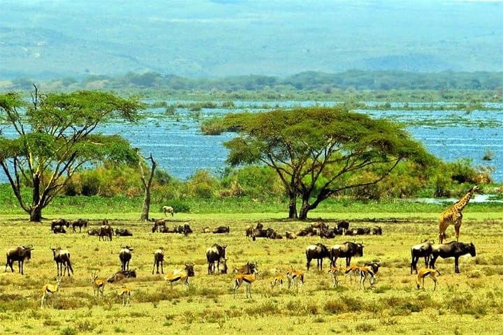 Lake Naivasha day tour including the crescent island
