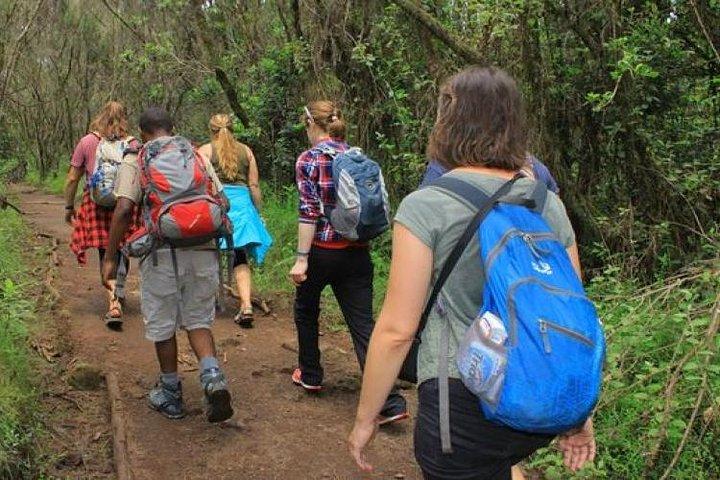 Day trip to Kilimanjaro Hike to Mandara Hut